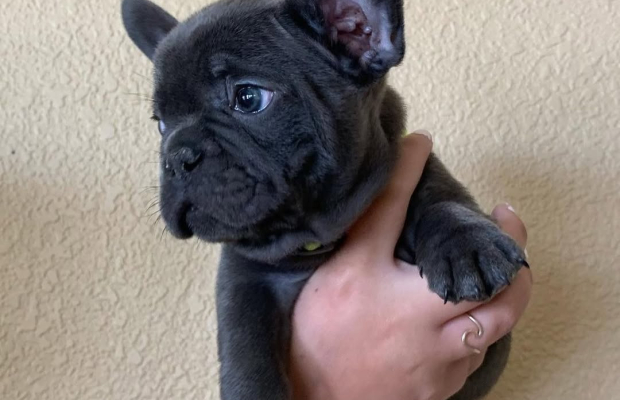 Adorable French Bulldog puppies - Photo 1