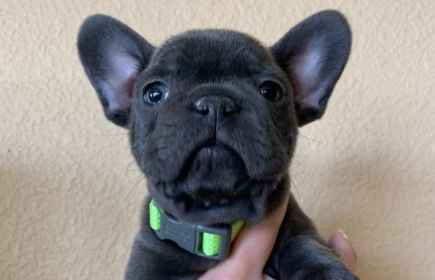 Adorable French Bulldog puppies - Photo 2