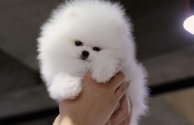 Purebred Pomeranian Puppies Available - Photo 1