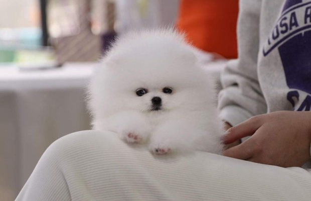 Purebred Pomeranian Puppies Available - Photo 2