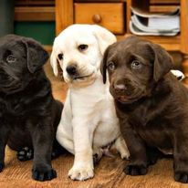 Labrador Retriever Puppies Available. - Photo 2