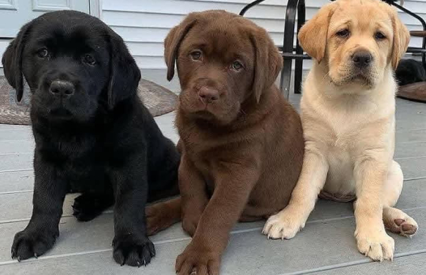 Labrador Retriever Puppies Available. - Photo 1