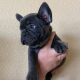 Adorable French Bulldog puppies - Photo 1
