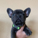 Adorable French Bulldog puppies - Photo 2