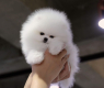 Purebred Pomeranian Puppies Available - Photo 1