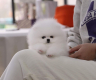 Purebred Pomeranian Puppies Available - Photo 2