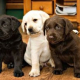 Labrador Retriever Puppies Available. - Photo 2