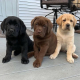 Labrador Retriever Puppies Available. - Photo 1