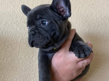 Photo: Adorable French Bulldog puppies