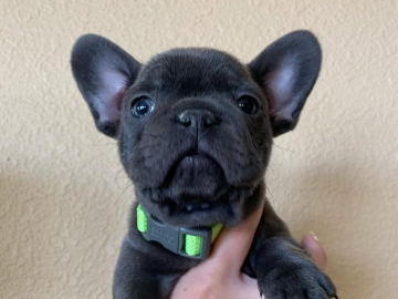 Photo: Adorable French Bulldog puppies