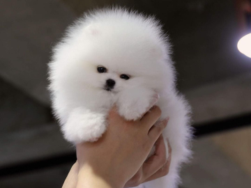 Photo: Purebred Pomeranian Puppies Available