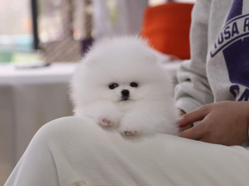 Photo: Purebred Pomeranian Puppies Available
