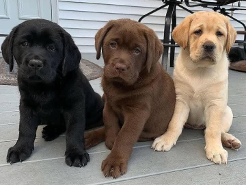 Photo: Labrador Retriever Puppies Available.